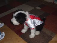 Bertie in his Sunderland shirt